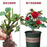 玫瑰老桩花苗室内外盆栽地栽阳台四季开花好养易活花卉月季苗秧 卡罗拉【3颗】