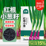 北蔬 小香葱种子苗红葱种头四季庭院阳台种菜籽 红根小葱种子约600粒