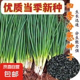 【随种随吃】四季小香葱种子葱种庭院阳台盆栽地栽小葱蔬菜种子 小香葱种子【1包约300粒】 原厂封装