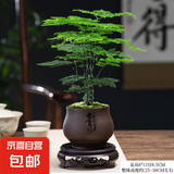 文竹室内桌面摆件四季盆栽园艺老桩植株易活经典植物清新翠绿优美 文竹+静字陶瓷盆+苔藓+底座