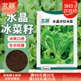 北蔬 冰菜种子种苗厚叶冰草四季蔬菜种籽 卓脆水晶沙拉冰菜种子1100粒
