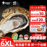 贝司令（BEISILING）【鲜活】乳山生态生蚝牡蛎贝类烧烤源头直发6XL净重9斤端午聚餐