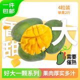 京鲜生 攀枝花好大一颗凯特芒 2斤粒巨无霸 净重8斤  生鲜水果 源头直发