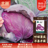 北蔬紫甘蓝种子苗结球耐裂紫色包菜卷心菜蔬菜种籽 紫甘蓝种子100粒