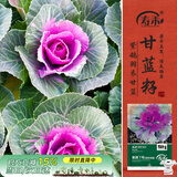 寿禾 羽衣甘蓝种子苗蔬菜春季耐寒菜籽 潍育紫鸽7号羽衣甘蓝种子30粒
