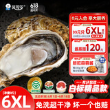 贝司令（BEISILING）【鲜活】乳山生态生蚝牡蛎贝类烧烤源头直发6XL净重9斤端午聚餐
