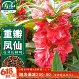 寿禾 重瓣凤仙花种子种苗观赏花卉种籽 潍育重瓣凤仙花种子5g约500粒