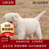 麦基乐 中华田园犬家养幼犬土狗小狗大黄狗纯黑小白狗体活体种狗 田园级 白色田园犬 公母备注