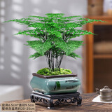 花翁盆栽植物中式禅意盆景创意绿植 文竹+四方山水盆+底架源头直发