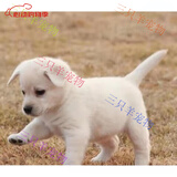 旺园兴中华田园犬家养幼犬土狗小狗混血狗大黄狗活体种狗崽