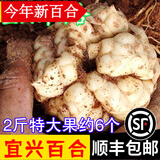 辰实宜兴新鲜百合【新货发顺丰】 食用大百合 特产微苦软糯 2斤【特大果百合约6个】