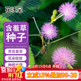 花沃里含羞草种子约200粒 花种子家庭盆栽土花卉种子阳台办公庭院草籽