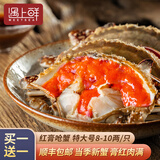 红膏呛蟹整只咸蟹炝蟹即食韩国酱母蟹宁波舟山梭子蟹糊螃腌生腌蟹 送礼佳选【8-10两】到手2只