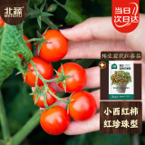 北蔬 矮生番茄种子苗蔬菜红珍珠小西红柿种籽 矮生盆栽红番茄种子50粒