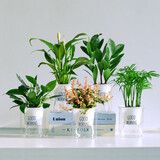南国爱盆栽懒人好养绿植组合办公室内水培小盆栽花卉净化空气植物绿萝 【5盆组合】白掌+金钱树+金钻+花叶络石+袖珍椰子