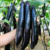 寿禾 长茄杭茄种子大全蔬菜紫线茄秋冬季盆栽寿光茄子菜籽 紫长茄种子200粒（100粒x2包）
