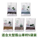 石光小站假山草种子上水石吸水石草籽盆景微景观盆栽植物易活专用草籽 适合大型假山草5袋装