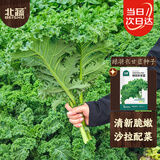 北蔬 羽衣甘蓝种子苗四季盆栽阳台种耐寒菜种籽 绿羽衣甘蓝种子100粒