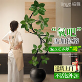 临雅孟加拉榕树客厅绿植高端造型室内大型盆栽四季好养圆球盆源头直发