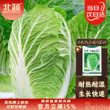 北蔬 夏阳白菜种子苗耐热大白菜春夏季蔬菜种籽 华良热王45白菜种子5g