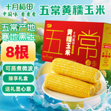 十月稻田 五常黄糯玉米 3.52斤(220g*8根) 东北玉米棒 早餐 杂粮礼盒