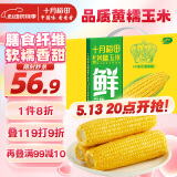 十月稻田 黄糯玉米4.4斤(220g*10根)  东北糯玉米 低脂礼盒 早餐杂粮