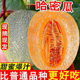 正宗脆甜西州蜜哈密瓜现摘头茬蜜瓜新鲜当季水果现摘水果 5斤带箱(净重4-5斤)2-3个 精选装