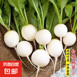 【冬季萝卜】（京东配送）种子套餐菜种子阳台盆栽庭院易种秋冬季 白樱桃萝卜种子1包约300粒