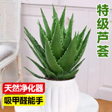 爱优尚芦荟室内盆栽水培办公室桌面耐旱好养绿植除甲醛蛋形盆源头直发