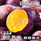 庾丰 当季现摘西梅 新鲜水果整箱 陕西孕妇蓝蜜法兰西梅 团购送礼 5斤装（净果4.5斤）单果19g+ 源头直采 颗颗甄选