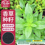 寿禾 九层塔种子苗罗勒可食用香料香草种籽 潍丰埋香九层塔种子2000粒