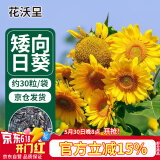 花沃里 盆栽矮向日葵种子 花卉种子家庭盆栽向日葵阳台校园花坛约30粒