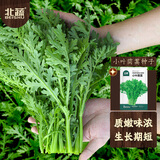 北蔬 茼蒿菜种子小叶家庭阳台农家四季蔬菜种籽 小叶茼蒿种子约3000粒