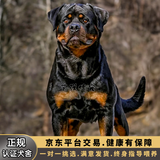 双血统罗威纳犬幼犬纯种护主护卫德系美系杜宾犬宠物狗狗活体幼崽 宠物级 血统级(预定)发货前补尾款