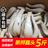辰实 【现货】藠头新鲜 藠头现挖茭头藠头 时令蔬菜新荞头 5斤（净藠头） 发顺丰
