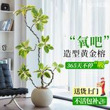 临雅黄金榕客厅绿植盆栽花叶橡皮树室内大型植物落地1.5m含盆源头直发