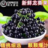 千园九味【顺丰到家】四川新鲜龙葵果黑天天黑悠悠果黑星星果特色水果儿时 优选净重250g品鲜装