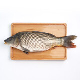  鲜活大鲤鱼1-1.25kg/条