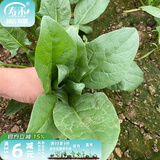 寿禾 大叶小叶菠菜种子大全波菜种蔬莱耐寒蔬菜四季播寿光秋季菜籽 （冬）寿禾冬播614菠菜种子 50g