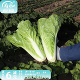 寿禾油菜种子矮脚上海青梗菜蔬菜小白菜快菜夏秋寿光蔬种籽四季青菜 奶油快菜种子250g