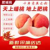 正宗肥桃肥城水蜜桃现摘现发好吃白桃子水果礼盒发货净重3斤5斤 8只装丨单果5两左右【礼盒装】