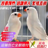 万宠汇 鸟活体虎皮鹦鹉笼养牡丹玄风活鸟学说话手养小太阳鹦鹉宠物鹦鹉 小白珍珠鸟2只（一公一母）