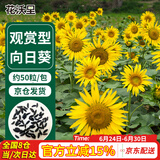 花沃里观赏向日葵花种子50粒/包 花卉种子家庭盆栽土阳台办公庭院种草籽