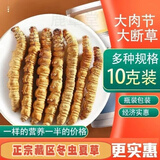 鹿章堂冬虫夏草断草高海拔精品断虫草断草虫草冬虫夏草滋补养生多买多惠 精品虫草肉节10克装（送1克）