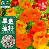 寿禾 旱金莲种子苗旱荷花盆栽花卉种子 潍育寿艺旱金莲混色种子150粒