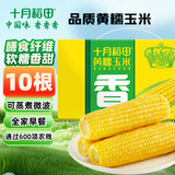 十月稻田 黄糯玉米4.4斤(220g*10根)  东北糯玉米 父亲节礼盒 早餐杂粮