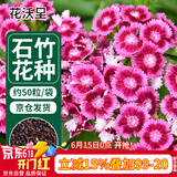花沃里 五彩石竹花种子 花卉种子家庭盆栽阳台办公室/庭院约50粒/袋