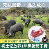 初土记 无抗黑猪筒子骨2斤 林下散养1年 新鲜黑猪汤骨棒骨 带骨髓猪猪骨