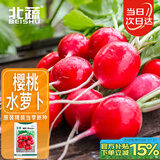 北蔬 小萝卜种子夏秋红皮水果萝卜蔬菜籽 潍胖1号樱桃萝卜种子约500粒