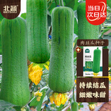 北蔬 丝瓜种子苗短胖肉丝瓜早中熟盆栽庭院四季蔬菜籽 肉丝瓜种子15粒